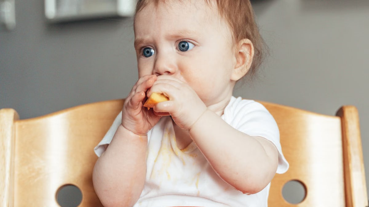 A cute baby in a highchair eating a slice of fruit during their first meal experience.